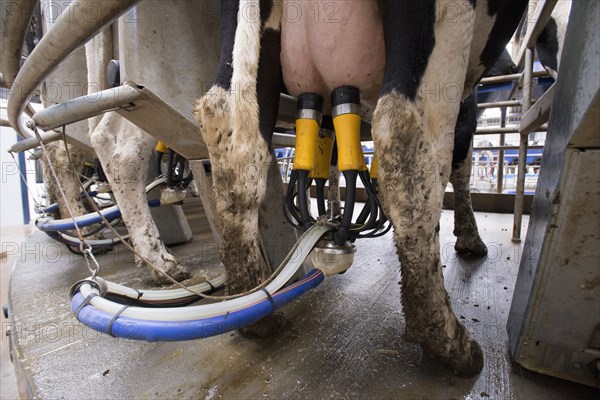 Dairy farming