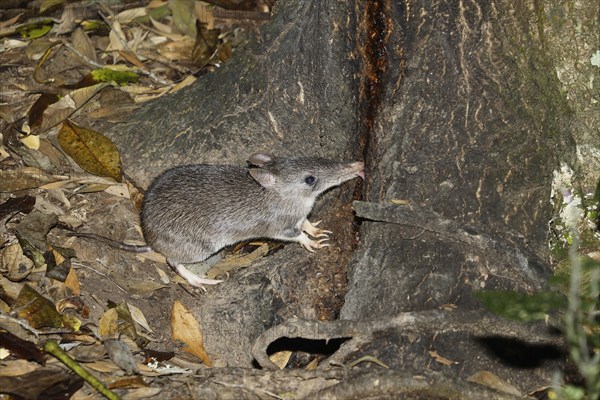 Long-nosed bandicoot