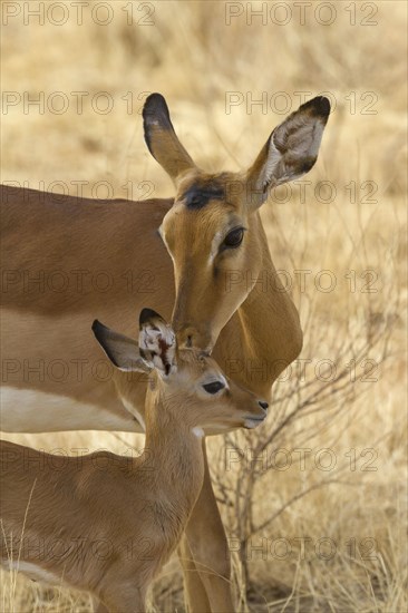 Impala