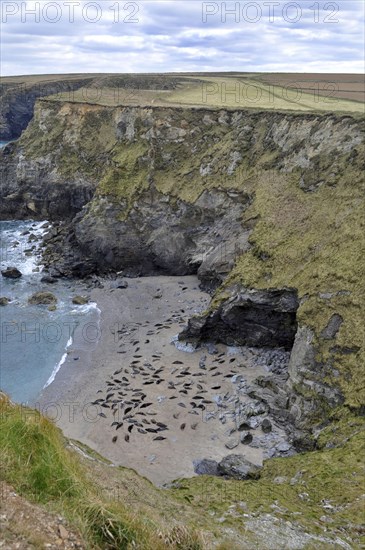 Grey seal