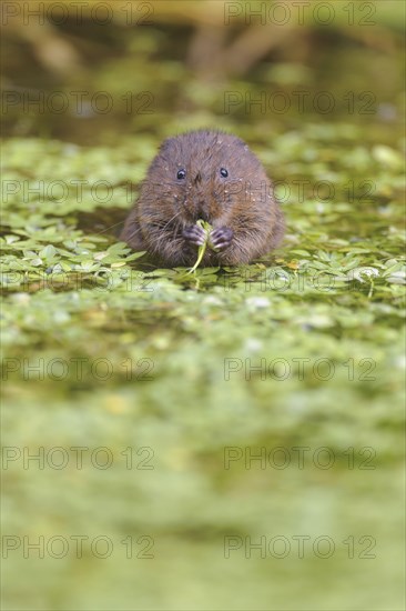 Eastern vole