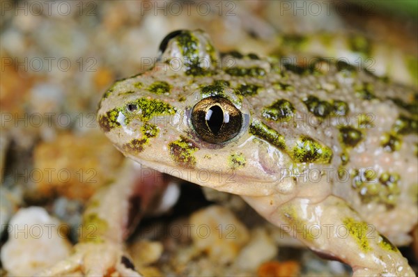 Common parsley frog