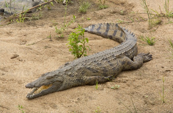 Nile Crocodile