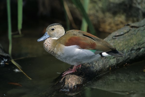 Red-shouldered Duck