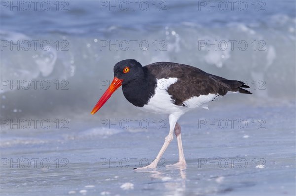 American oystercatcher