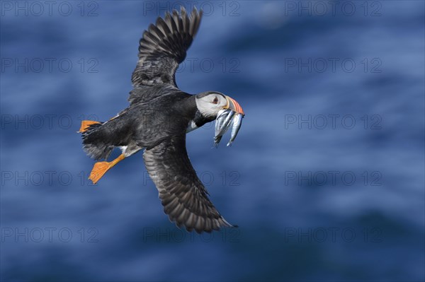 Puffin