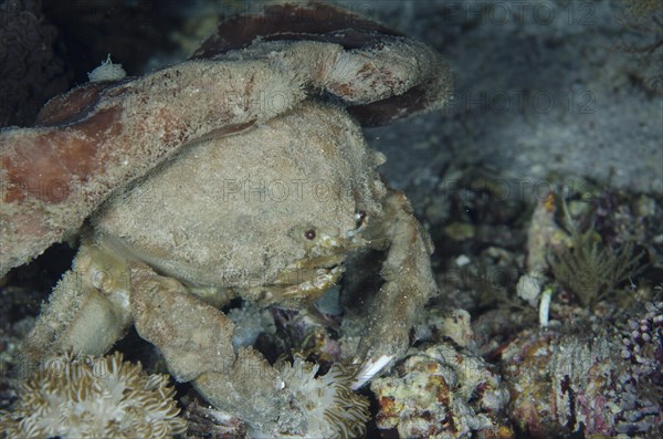 Sleepy sponge crab