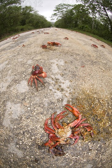 Christmas island red crab