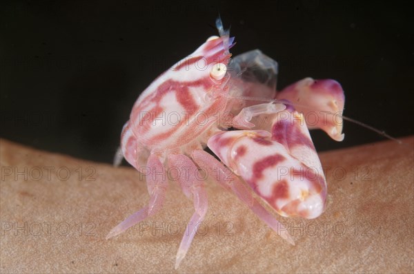 Soft Coral Porcelain Crab