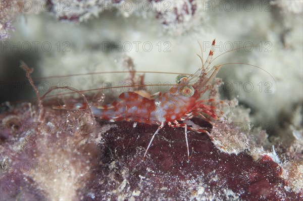 Reticulated dancing shrimp