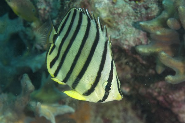 Eight-banded Butterflyfish