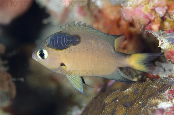 Darkfin Chromis