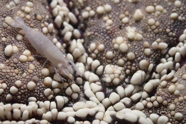 Rounded starfish shrimp