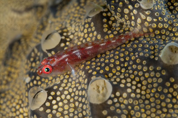 Common Ghostgoby