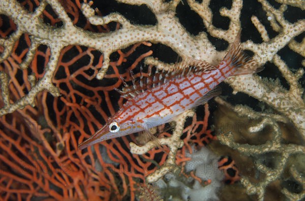 Longnose Coral Guard