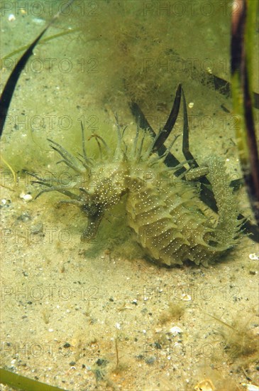 Long-snouted Seahorse