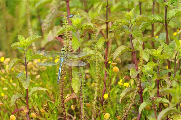 Emperor dragonfly