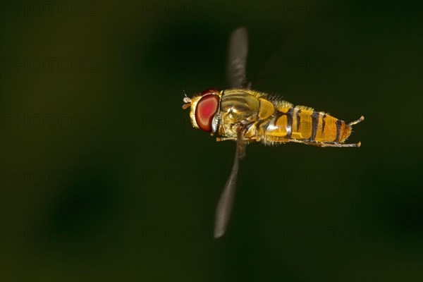 Grove hoverfly