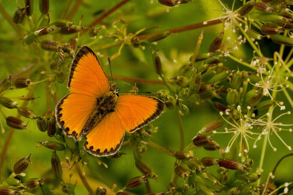 Scarce Copper