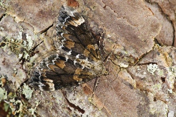 Dark Marbled Carpet