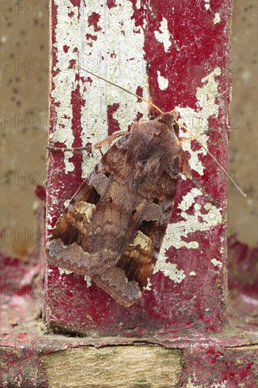 Brown owlet moth