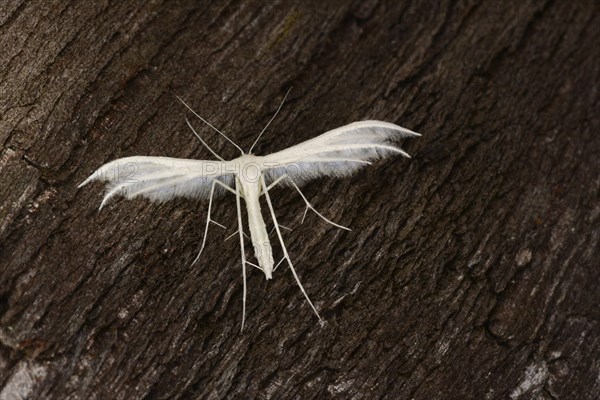 White Plume Moth