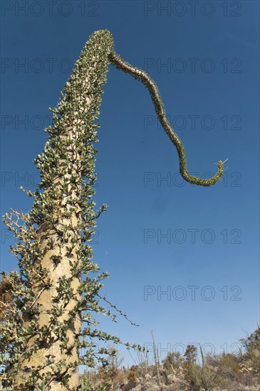 Boojum Tree