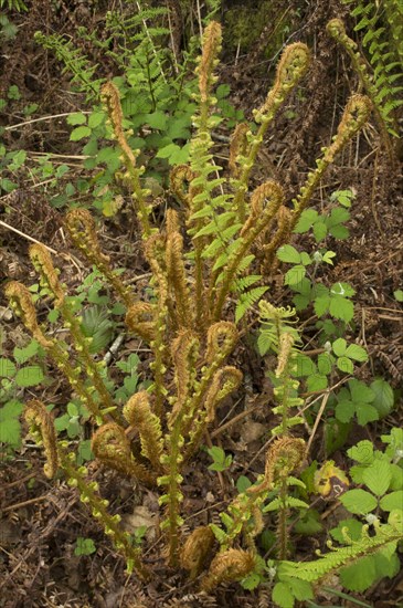 Scaly Male Fern