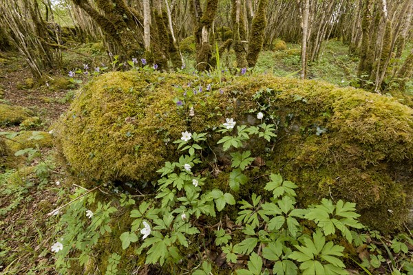 Wood Anemone