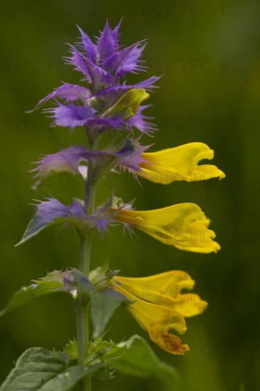 Flowering Eastern European cow-wheat