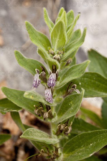 Laxmann's Bugle