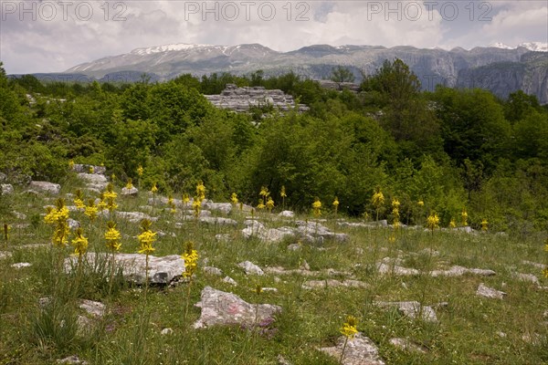 Flowering yellow asphodel