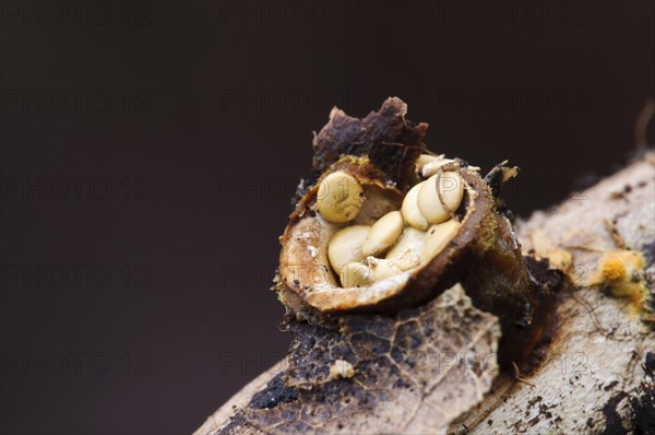 Fruiting body of the common bird's nest