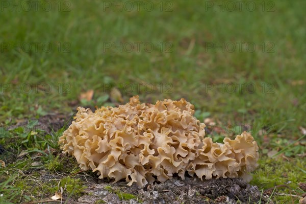 Cauliflower Fungus