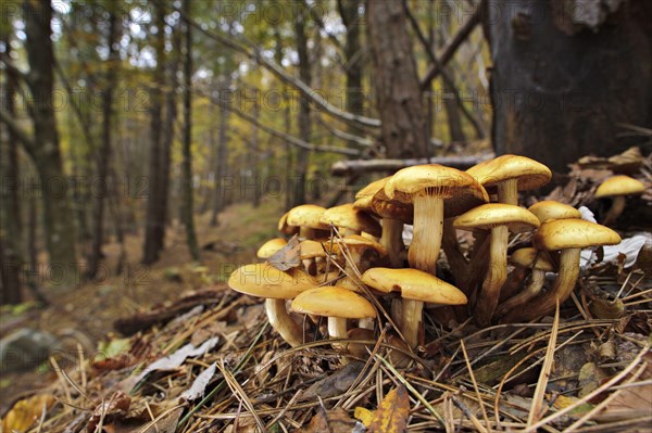 Fruiting bodies of brick cap