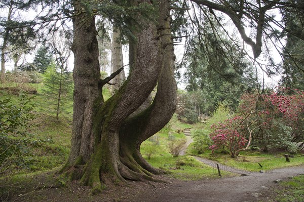 European silver fir