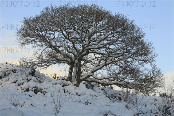 Sessile oak