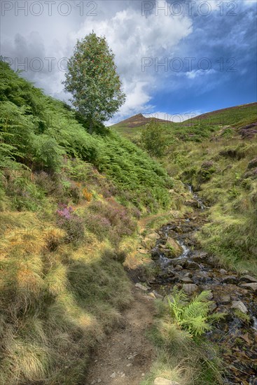 View of stream with european rowan