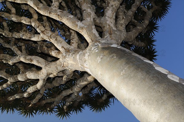 Socotra dragon tree