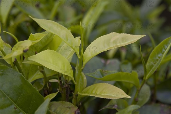 The leaf tip of the tea plant is known as the silver tip