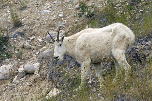 Rocky Mountain mountain goat