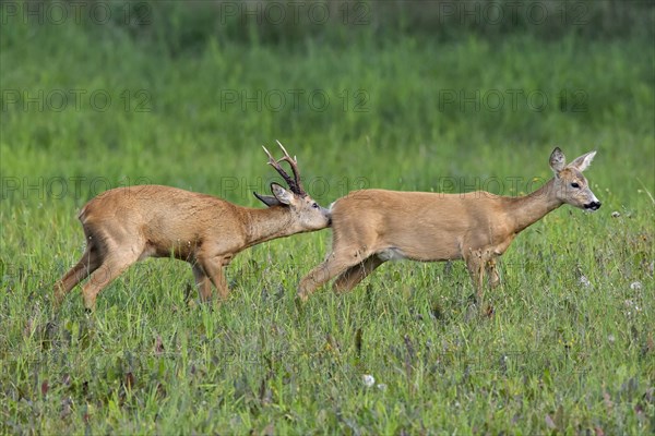 European european roe deer