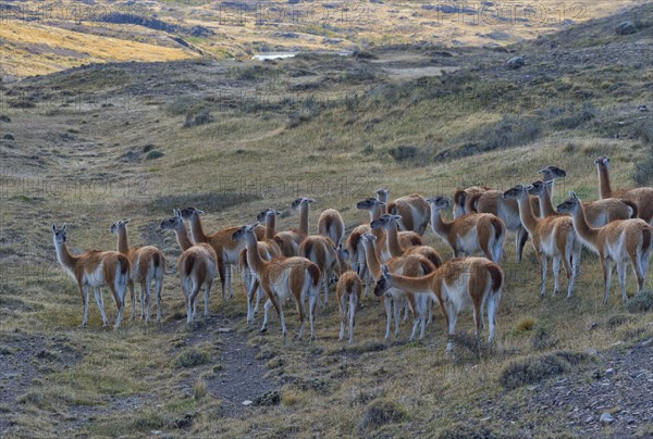 Group of guanacos