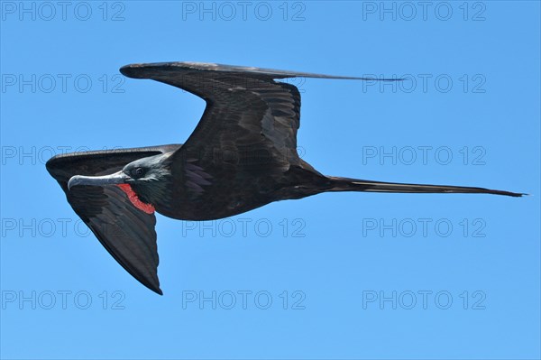 Magnificent Frigatebird