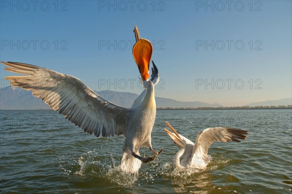 Dalmatian Pelicans