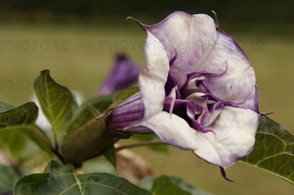 Jimson weed