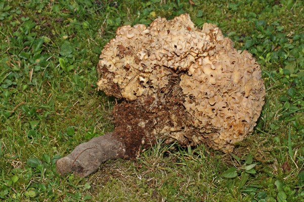 Frilled wood cauliflower fungus