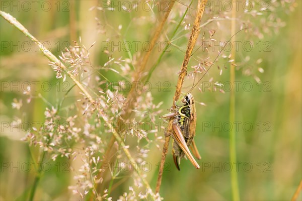 Roesel's bite insect