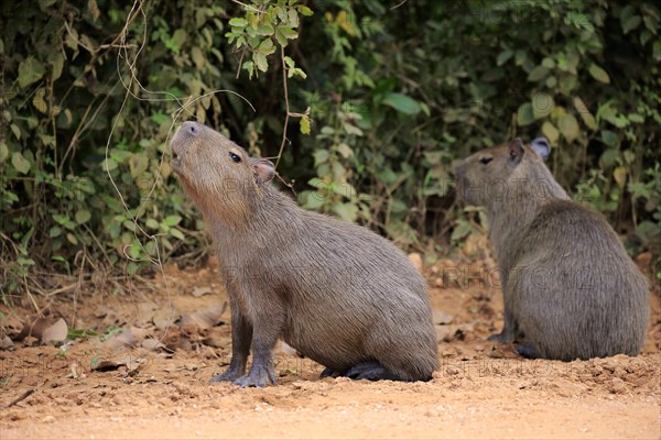 Capybara