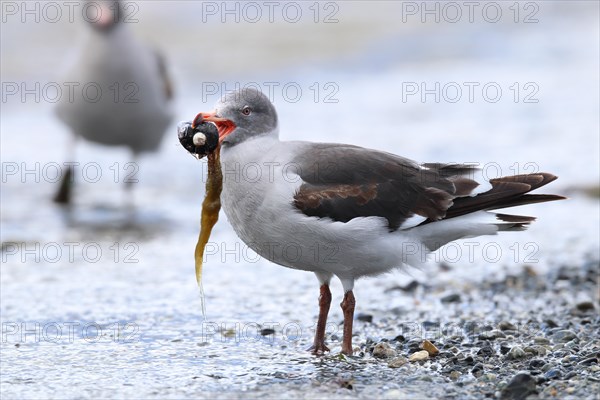 Magellanic Gull